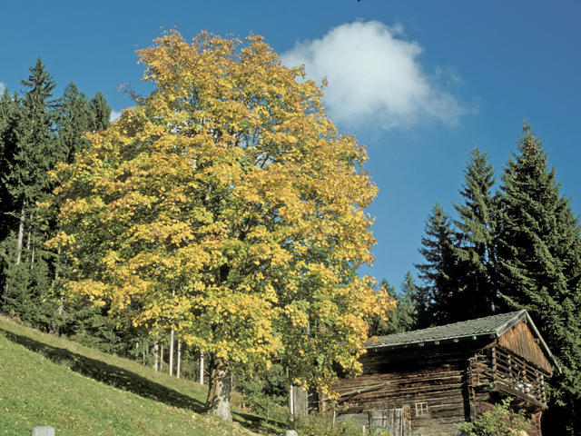 Neukumhof Apartman Westendorf Kültér fotó